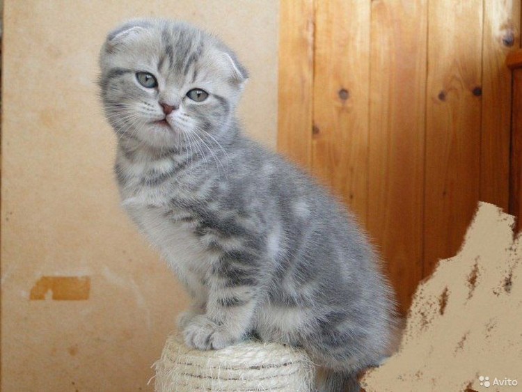 Шотландские котята вислоухие характер