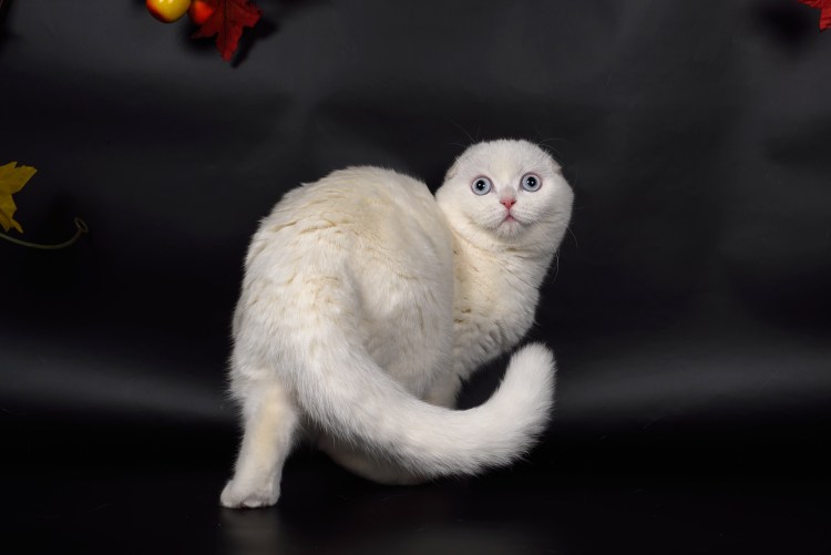 Скоттиш фолд биколор