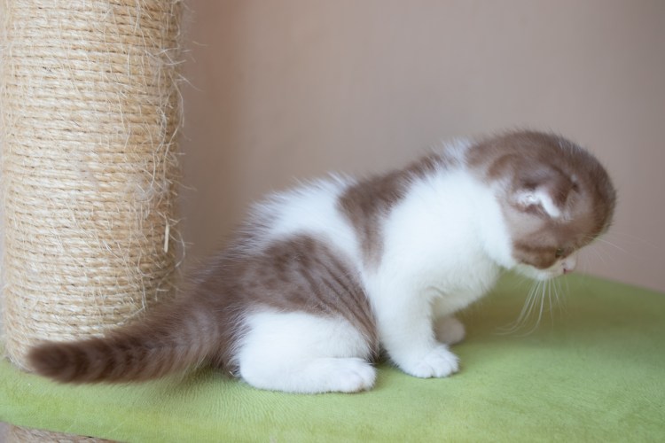 Швейцарская вислоухая кошка