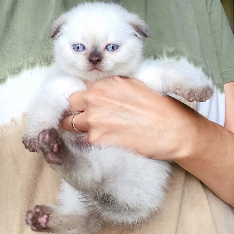 Шотландская вислоухая кошка Сьюзи