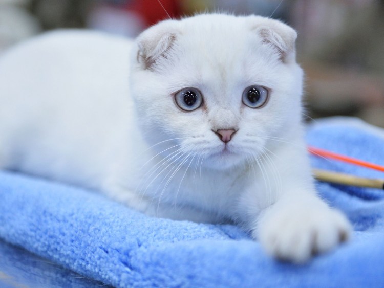 Шотландская кошка прямоухая черный мрамор