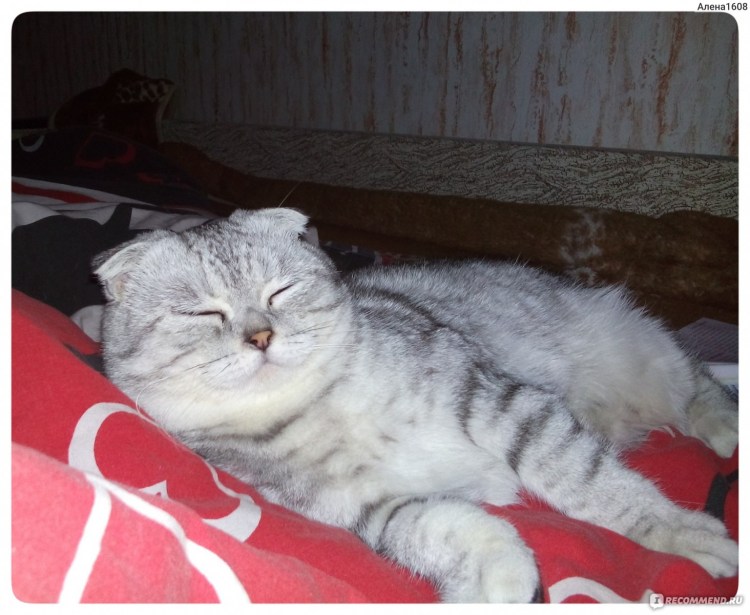 Мануал похожие породы