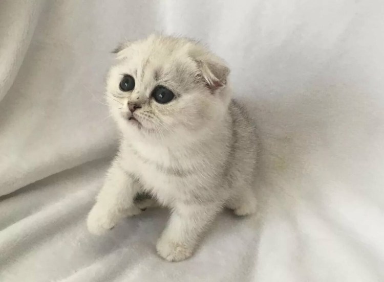 Шотландский Браун табби