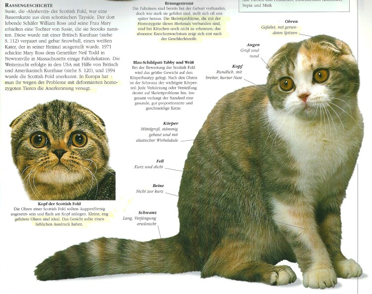 Снежок вислоухий