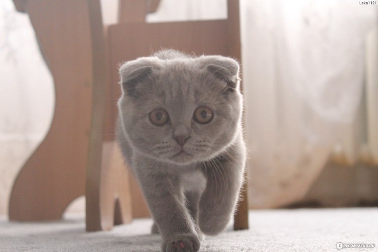 Скоттиш фолд белый