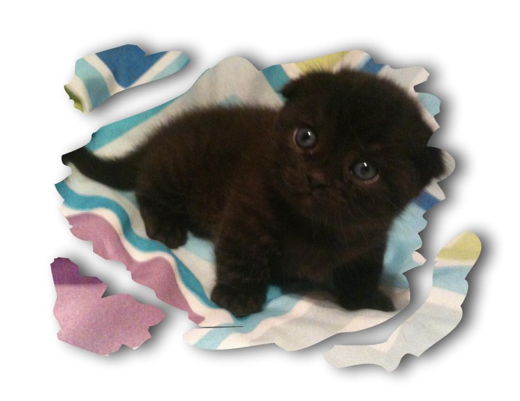 Лиловый шотландский вислоухий кот