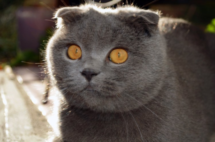 Красивые имена для кошек девочек британцев вислоухих