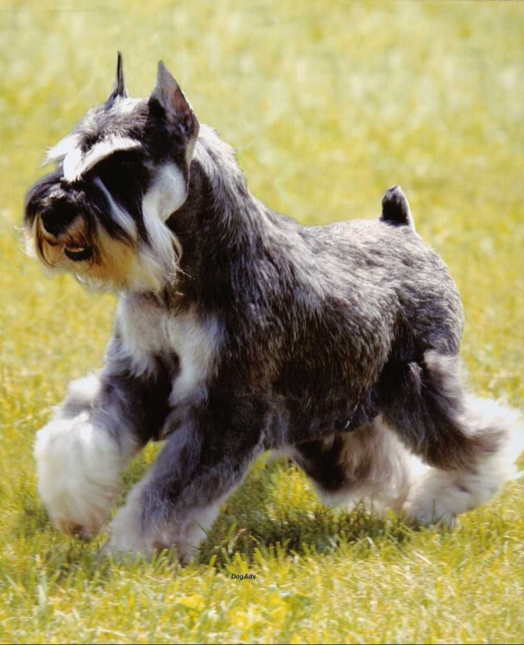 Шнауцер Цвергшнауцер