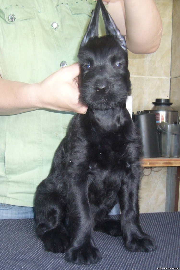 Ризен и цверг