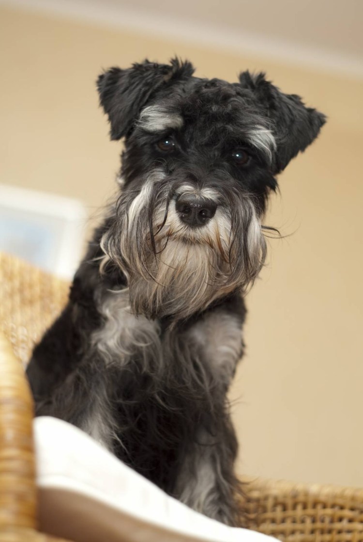 Цверг терьер