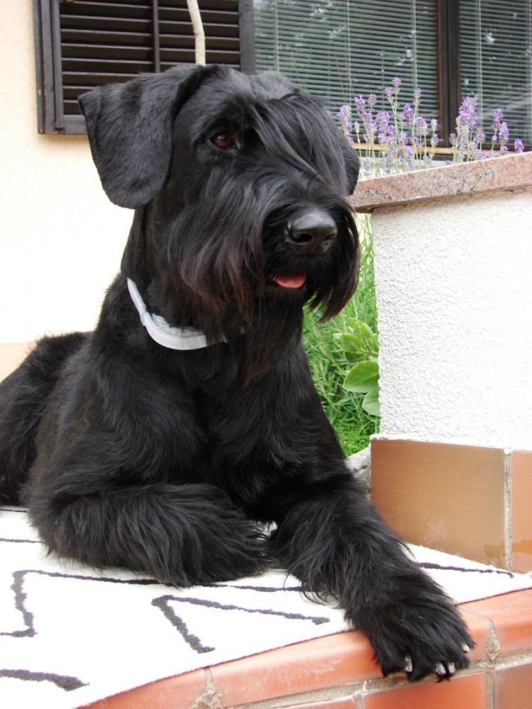 Цвергшнауцер не купированный