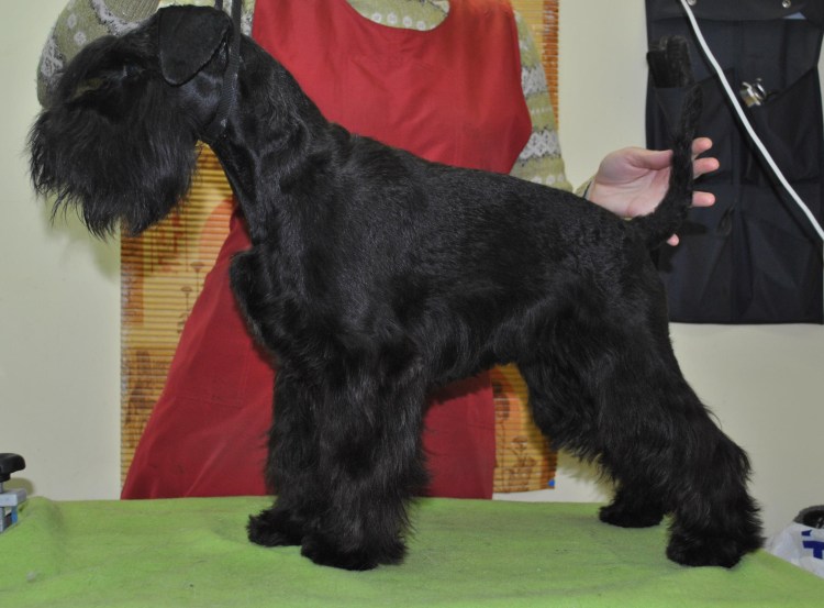 Цвергшнауцер черный некупированный