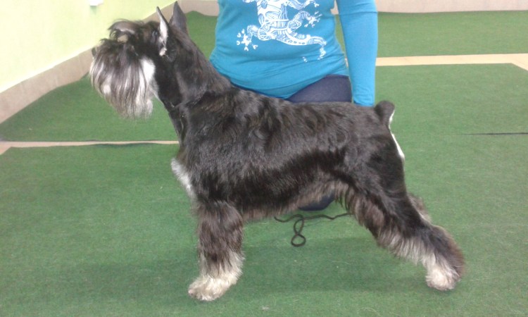 Цвергшнауцер стойка спереди