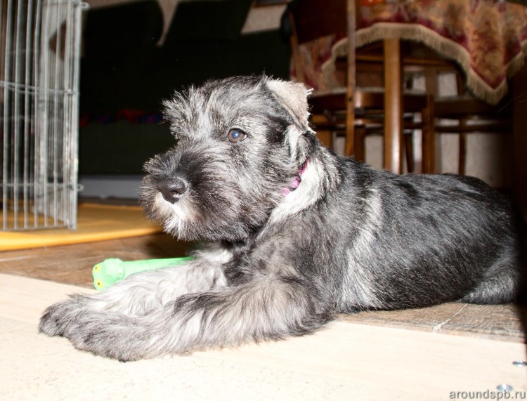 Миттельшнауцер некупированный