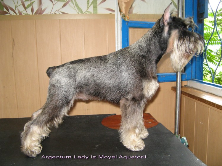 Цвергшнауцер перец с солью купированный