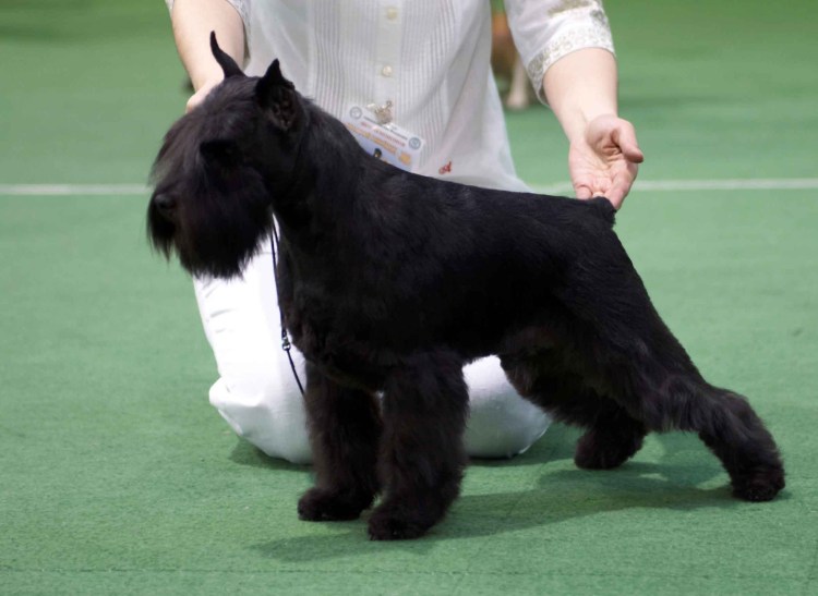 Цвергшнауцер черный купированный