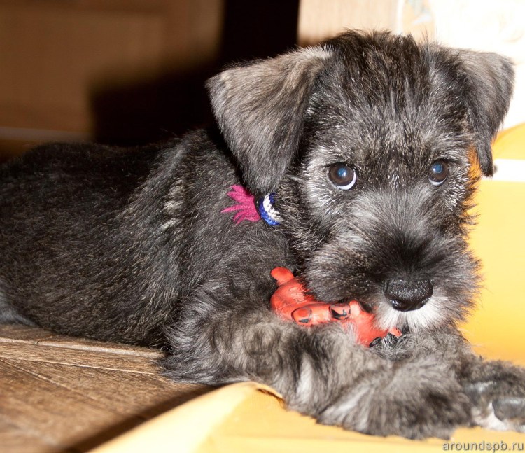 Мандезунский Штубер шнауцер