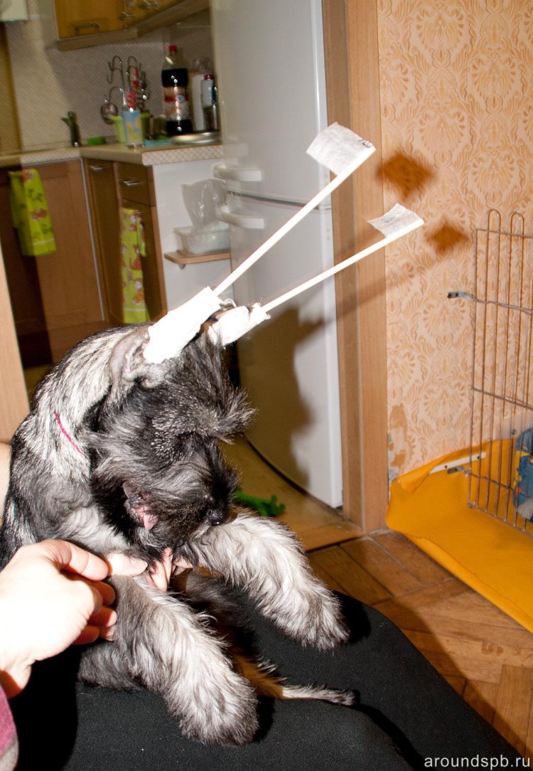 Приспособление для постановки ушей собаке