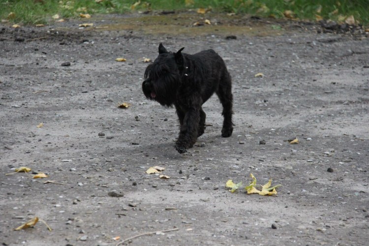 Потерялся Миттельшнауцер