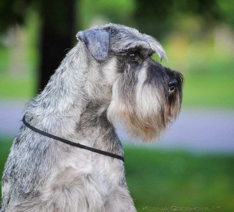 Миттельшнауцер некупированный