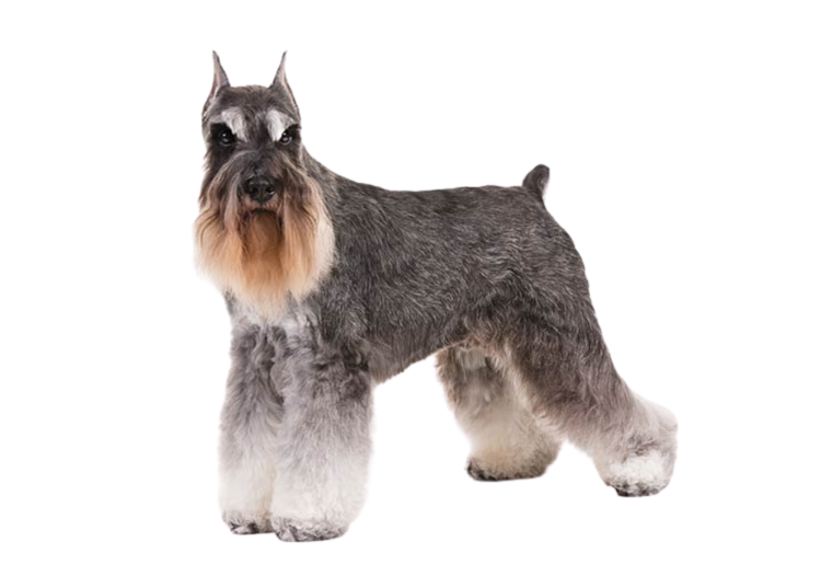 Цвергшнауцер некупированный
