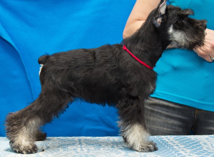 Цвергшнауцер не купированный