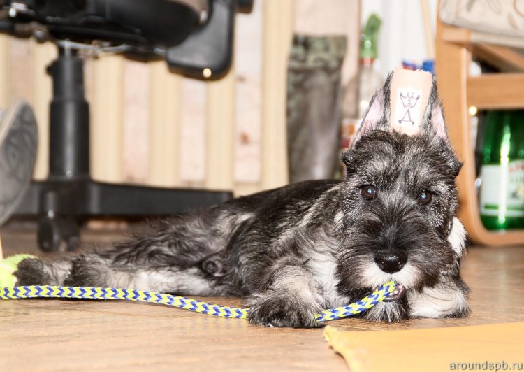 Миттельшнауцер купированные уши