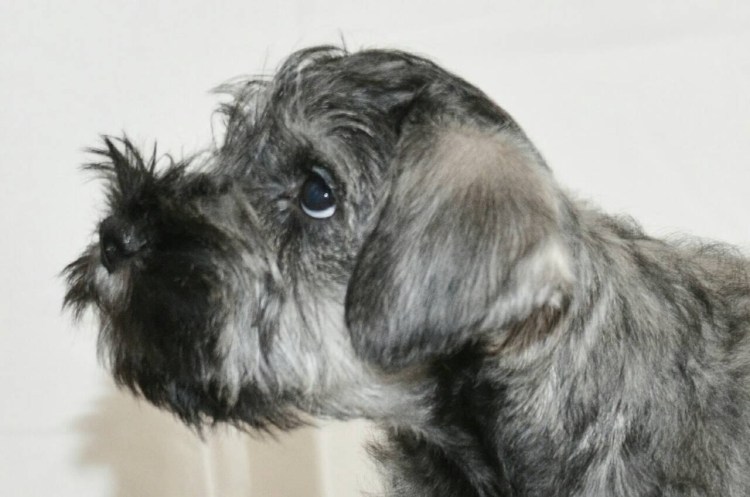 Щенки цвергшнауцера перец с солью