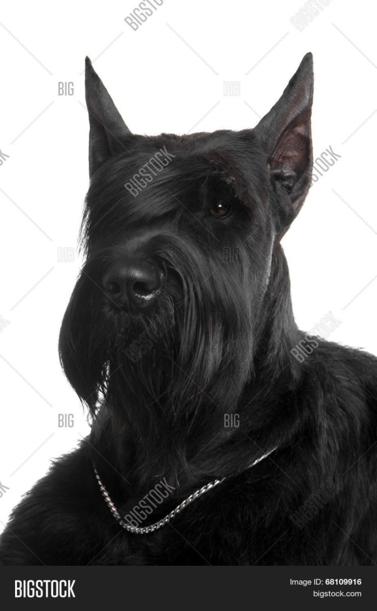 Ризеншнауцер с некупированными ушами