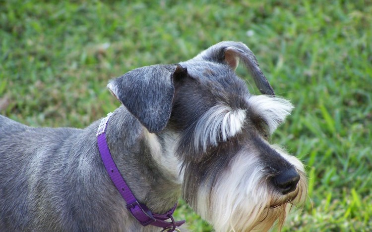 Собака Цвергшнауцер