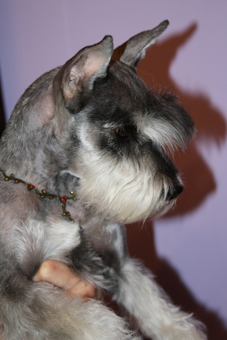 Цвергшнауцер вектор