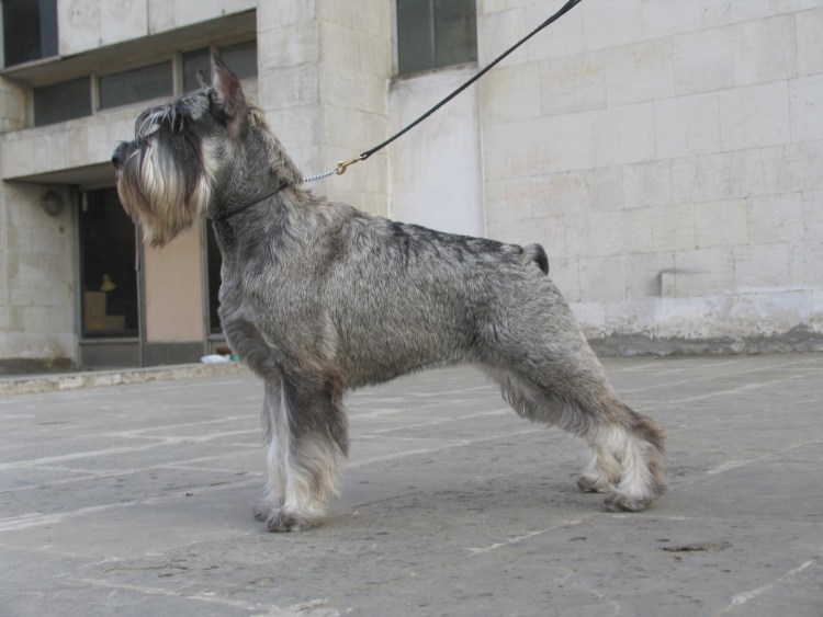 Миттельшнауцер РКФ