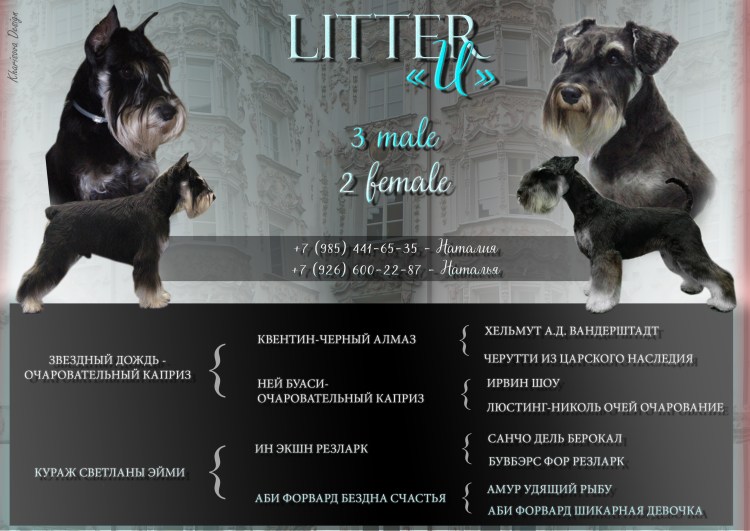 Шнауцер терьер