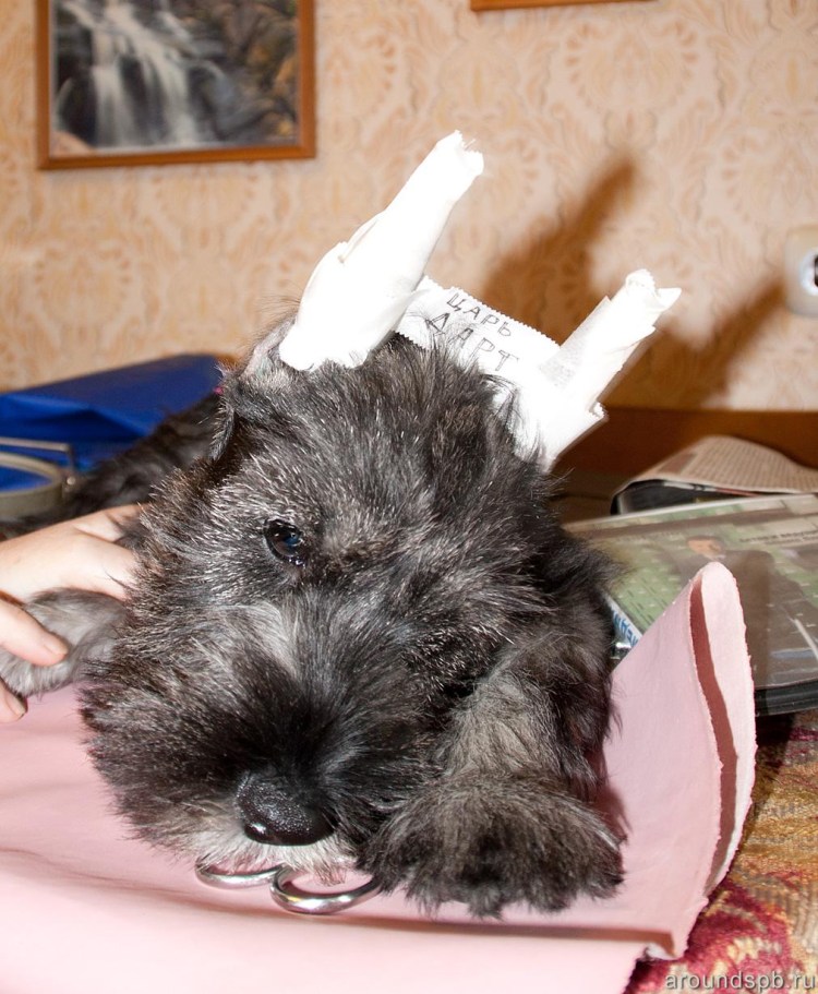 Купировали уши Миттельшнауцер