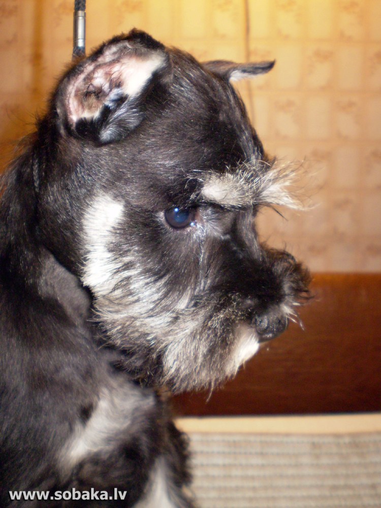 Приклеенные уши Цвергшнауцер