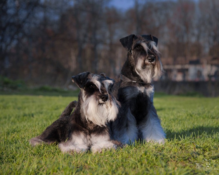 Презентация о породе Цвергшнауцер