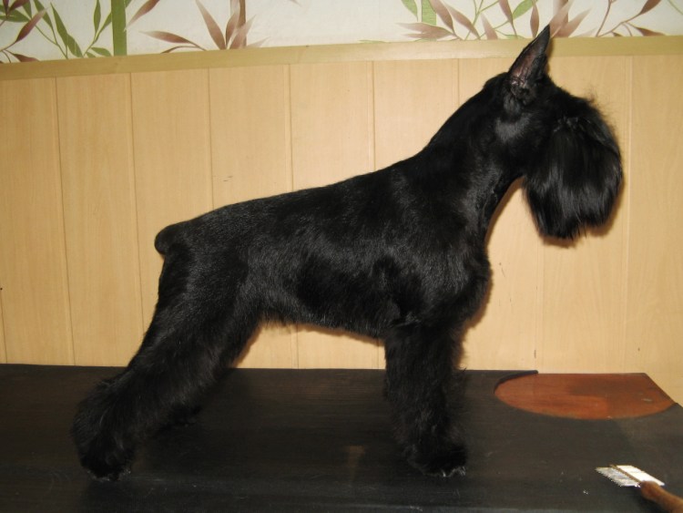 Цвергшнауцер черный