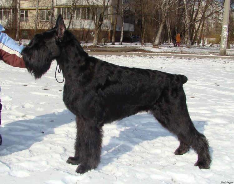 Ризеншнауцер с некупированным хвостом