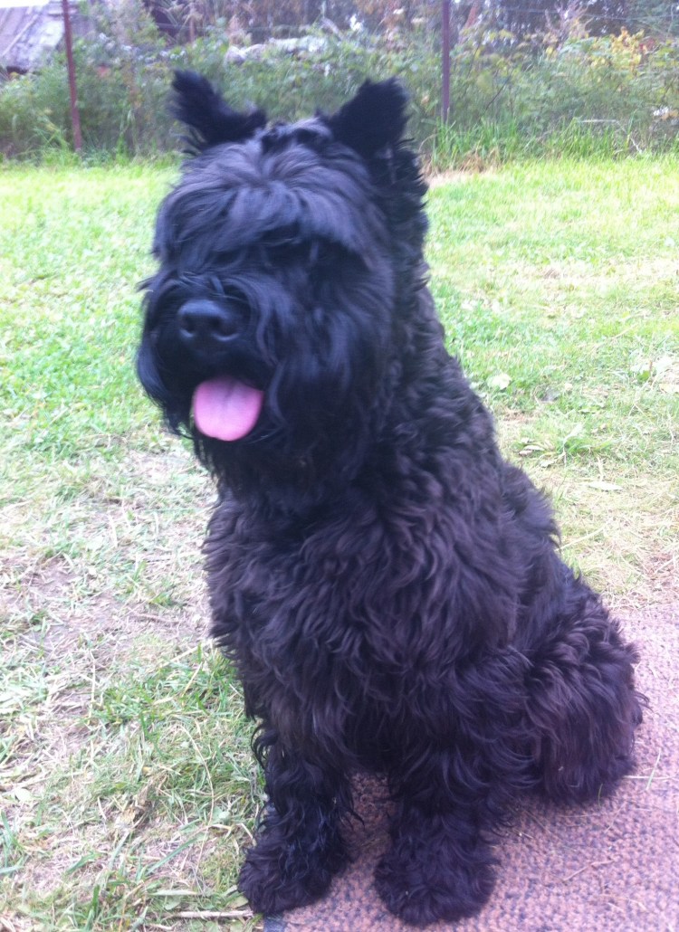 Черная кудрявая собака маленькая