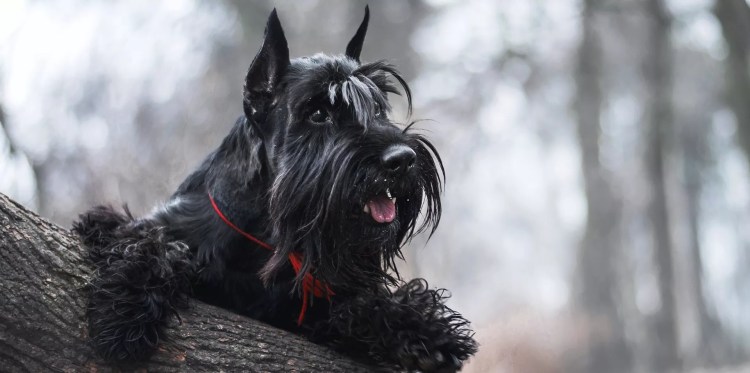 Шнауцер Ризеншнауцер