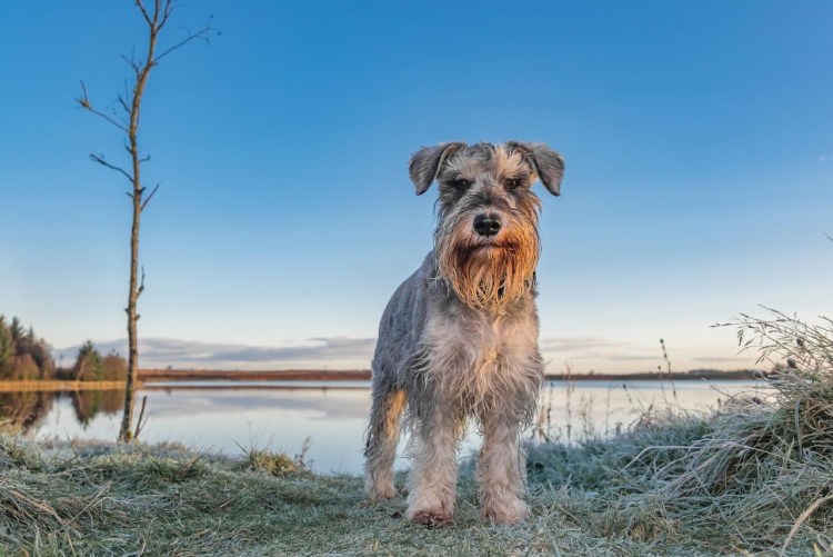 Ризеншнауцер Миттельшнауцер Цвергшнауцер