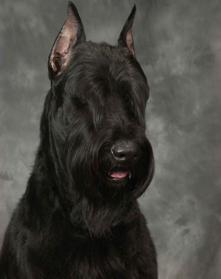 Ризер шнауцер