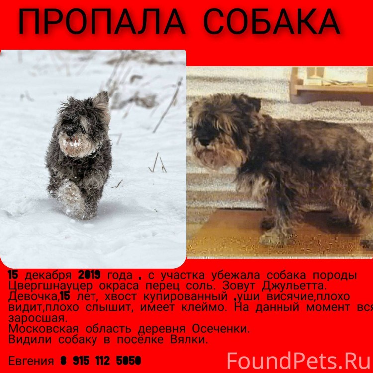 Порода собак Цвергшнауцер