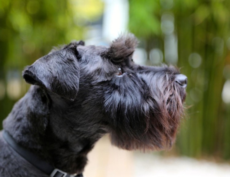 Цвингер шнауцер белый