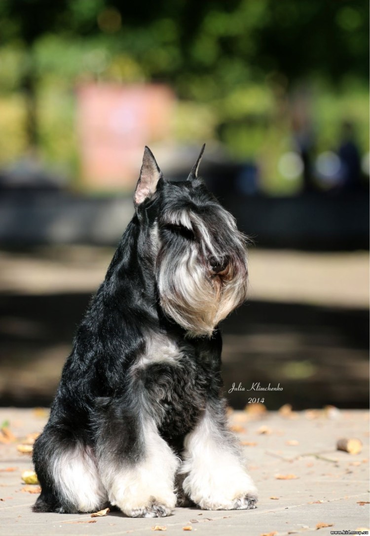 Кане Корсо купирование ушей стандарт