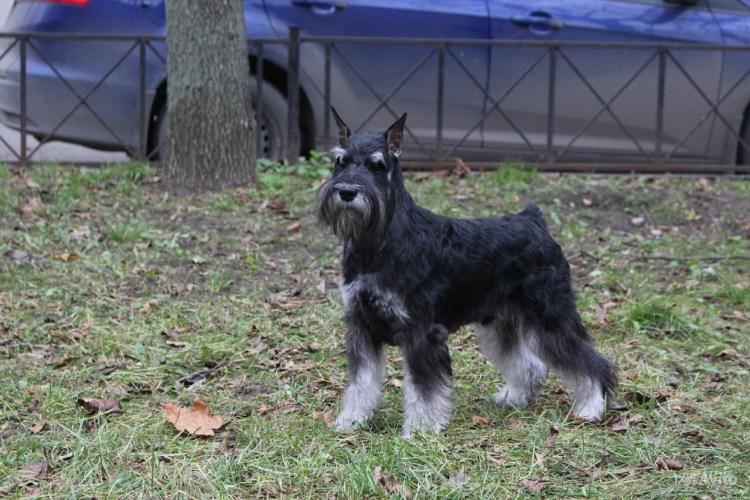 Немецкая порода собак шнауцер
