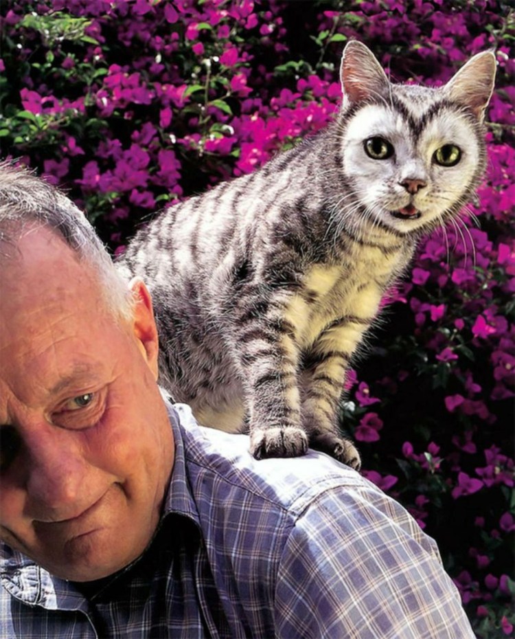 Необычные окраски кошек