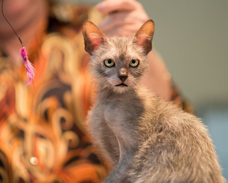 Левкой кошка оборотень