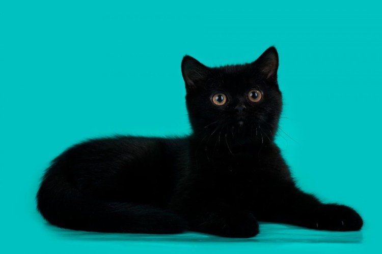 Мейн кун черный Солид