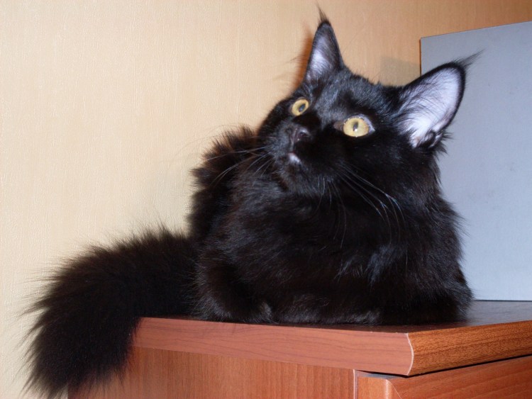 Бомбейская черная кошка